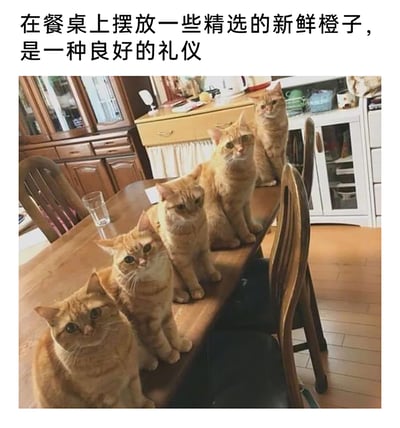 这是一张充满趣味的图文结合梗图，上方配文写着“在餐桌上摆放一些精选的新鲜橙子，是一种良好的礼仪”，而图中实际呈现的是家庭餐厅的餐桌上整齐排列着六只橘色猫咪。创作者利用“橘猫”与“橘子（橙子）”的谐音，玩了一个反差搞笑的文字梗，将橘猫调侃为“新鲜橙子”，制造出荒诞又可爱的效果。猫咪们表情呆萌，神态各异，有的眼神略带疑惑，有的平静注视前方，安静地坐在餐桌边缘，场景温馨又充满笑点，是宠物类搞笑创作的典型代表。