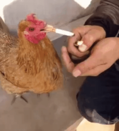 一只棕色的鸡站在灰色地面上，一只人手拿着打火机正在给它点烟。随着火苗靠近，香烟被点燃，鸡保持着叼烟的姿势，表情平静自然。整个场景充满荒诞的幽默感，通过动物模仿人类行为制造出滑稽效果。