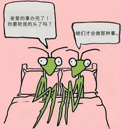 粉色背景下，两只绿色螳螂坐在床上展开对话。左边螳螂带着一丝不安询问：“亲爱的事办完了！你要砍我的头了吗？”，右边螳螂则不屑地回复：“娘们才会做那种事。” 作品巧妙利用螳螂交配后雌性可能捕食雄性的生物特性，将其转化为夫妻间的幽默调侃，通过反差萌的对话营造出轻松搞笑的氛围。