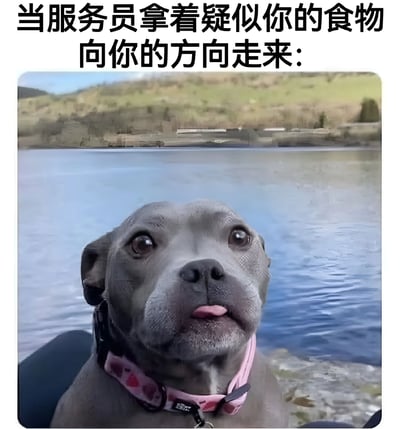 这张梗图展示了一只灰色的狗狗，它戴着粉色的项圈，正坐在湖边，眼睛瞪得大大的，嘴巴微张，露出一点舌头，表情看起来非常期待和专注。图片上方配有文字：'当服务员拿着疑似你的食物向你的方向走来：'，用狗狗期待的表情幽默地表现了人们在餐厅等待自己点的食物时的心情。