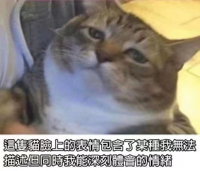 图片中是一只橘白相间的家猫特写，它歪着头向上凝视，眼神平静却带着一丝难以捉摸的复杂情绪。猫咪脸颊圆润，胡须清晰，背景可见部分人的衣物和浅色地面。底部文字“這隻貓臉上的表情包含了某種我無法描述但同時我能深刻體會的情緒”精准概括了这种共鸣感——那种无法用语言表达却能直观感受到的微妙情绪。
