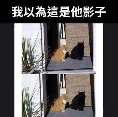 一张上下拼接的静态图文混排梗图，两张图片内容相同：一只橘猫和一只黑猫并排静坐在灰色平台上，背景有白色墙壁和绿色植物。由于黑猫颜色纯黑且位置在橘猫右侧阴影区域，乍看之下容易将黑猫误认为是橘猫的影子。顶部黑色背景的白色文字“我以為這是他影子”点出了这种视觉误会带来的幽默效果。