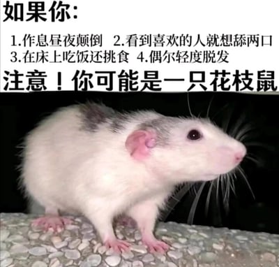 这是一张图文结合的静态单图，采用图文混排的形式呈现。上方用黑色文字分点列出了四个生活特征：1.作息昼夜颠倒；2.看到喜欢的人就想舔两口；3.在床上吃饭还挑食；4.偶尔轻度脱发，随后用加粗醒目的文字提醒“注意！你可能是一只花枝鼠”。下方是一张实拍的花枝鼠图片，这只花枝鼠有着白灰相间的毛发，神态平静，侧头看向画面右侧，四肢趴在带有碎石纹理的平面上。整张图以拟人化的搞笑方式，将当代部分年轻人随性甚至不太健康的生活习惯，与花枝鼠的习性关联起来，用于调侃和自嘲，风格轻松幽默，容易引发年轻人的情感共鸣。