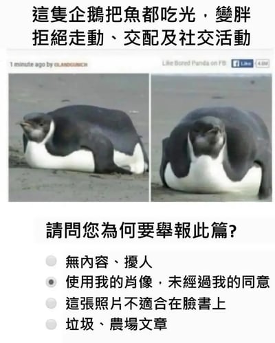 这是一张趣味网络梗图，整体为图文混排的静态内容。上方是左右两张对比的胖企鹅图片，配文描述这只企鹅因吃光鱼变胖，拒绝走动、交配及社交活动；下方模拟了Facebook平台的举报理由选择界面，其中“使用我的肖像，未经过我的同意”选项被选中。该梗图通过将胖企鹅拟人化，虚构出“企鹅本人举报这篇内容”的场景，用幽默的方式调侃了当代人不想社交、只想躺平的状态，同时利用拟人化的反差制造搞笑效果，引发观者共鸣。