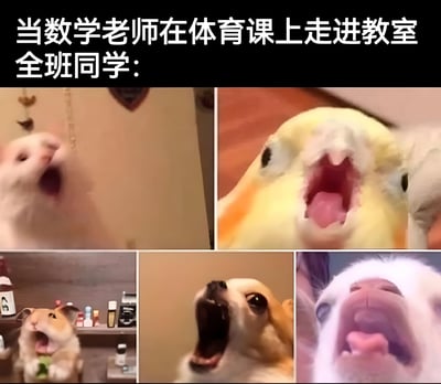 这是一张校园主题的搞笑表情包，上方黑色背景配白色文字“当数学老师在体育课上走进教室 全班同学：”，下方以多图拼接形式展示五张不同动物（兔子、鹦鹉、仓鼠、小狗、白色动物）张大嘴巴、表情夸张地大喊/尖叫的照片，生动形象地模拟了学生们在期待的体育课被数学老师占用时的集体震惊与崩溃反应，充满校园生活的共鸣感和幽默感。