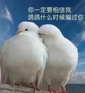 这是一张文字加注的静态单图，画面主体是两只相互依偎的白色鸽子，背景是晴朗的蓝天，整体氛围温馨柔和。图片上方添加了拟人化的文字“你一定要相信我 鸽鸽什么时候骗过你”，利用“鸽”与“放鸽子（爽约、失信）”的谐音，将鸽子拟人化为爽约后试图辩解的人，用亲昵的“鸽鸽”称呼制造反差感，形成幽默搞笑的效果。该图常被用作聊天表情包，适合在爽约后辩解、或者调侃他人爽约的场景使用，语气带着撒娇式的狡辩感。