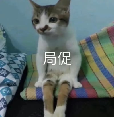 一只灰白棕相间的猫咪端正地坐在彩色条纹垫子上，双腿自然分开，身体微微前倾，眼神略带拘谨地看向镜头。猫咪周围有两个枕头，左侧是蓝白几何图案，右侧是彩色条纹图案，背景为浅蓝色墙壁。图片中央叠加白色文字“局促”，精准呼应了猫咪略显尴尬又乖巧的坐姿，整体画面可爱又充满生活气息。