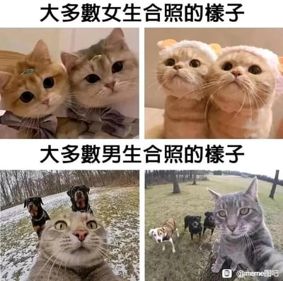 这是一张上下分栏的对比类搞笑梗图，通过动物场景来调侃男女拍合照的不同风格：
上半部分对应「大多数女生合照的样子」，展示了两张猫咪合照，猫咪们打扮精致，戴着领结、发夹或可爱头套，亲昵地挨在一起，对着镜头摆出乖巧软萌的姿势，画面风格可爱温馨；
下半部分对应「大多数男生合照的样子」，展示了两张类似自拍的场景，都是猫咪（代指男生）举着爪子模拟自拍动作，身后的狗狗们（代指同伴）随意站在背景里，完全没有凑到镜头前，姿态散漫随意，和女生合照的精致感形成强烈反差，夸张地表现出女生合照注重同框美感、男生合照随意随性的差异。