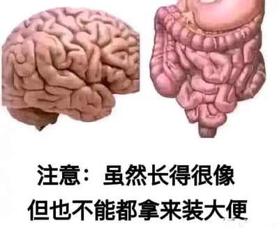 这是一张左右对比的静态图文混排图，左侧展示的是带有褶皱结构的人类大脑解剖示意图，右侧是形态相似、同样布满褶皱的人体肠道解剖示意图。图的下方配有黑色简体中文文字：“注意：虽然长得很像，但也不能都拿来装大便”。这张图利用大脑和肠道外形的相似性制造荒诞的双关笑点，暗讽那些不动脑思考、行事缺乏逻辑的人，仿佛他们的大脑和肠道一样只用来装粪便，是一种幽默的吐槽类梗图，适合在社交场景中用来调侃这类行为或人群。