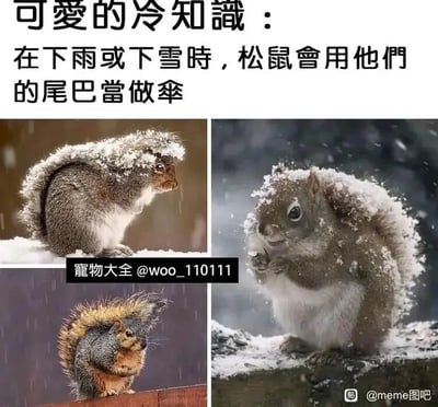 这是一张多图拼接的图文混排静态科普图，顶部配有醒目的文字说明“可爱的冷知识：在下雨或下雪时，松鼠会用他们的尾巴当做伞”，下方由三张真实拍摄的松鼠照片组成，直观展示了松鼠的行为：左上的松鼠身处雪地，将弯曲的尾巴盖在头顶，尾巴上积了不少积雪；右上的松鼠站在积雪的平台上，尾巴覆盖住头部，脸上和尾巴上沾满雪花，双手放在嘴边；左下的松鼠在雨中，将尾巴竖起挡在头顶上方，身体缩在一处木质平台上。三张照片生动印证了文字描述的冷知识，向观看者趣味科普了松鼠会用尾巴来遮雨挡雪的生活习性。