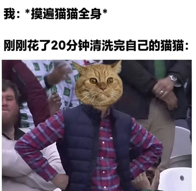 图片上方有两行文字，分别是“我：*摸遍猫猫全身*”和“刚刚花了20分钟清洗完自己的猫猫：”。下方是一张合成图片，将一只橘猫的头部嫁接到一个穿着红蓝格子衬衫和深色马甲的人的身体上，这个人双手叉腰站在体育场观众席背景前，橘猫表情显得震惊又无奈，幽默地表现了猫咪刚洗完澡就被摸的崩溃反应。