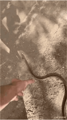 这是一段户外拍摄的动态GIF视频，画面中一只手抓着一条带有深色条纹的浅色蛇，在手部移动和蛇身扭动的过程中，蛇的身体与抓着它的手指恰好处于特殊的角度，形成了视觉错位效果，看起来仿佛人的手指直接穿过了蛇的身体，给人一种违背常识的错觉。最后镜头拉近，才看清是蛇的身体刚好位于手指前方，只是角度巧合造成了这个有趣的视觉假象，场景背景是户外的树林环境。