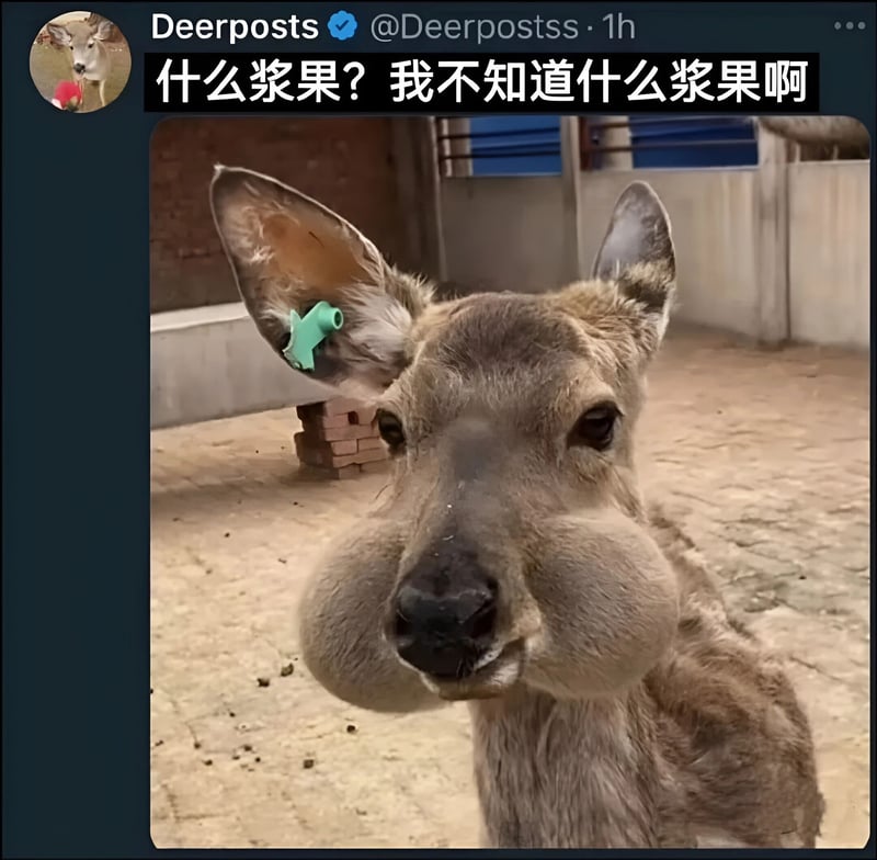 小鹿