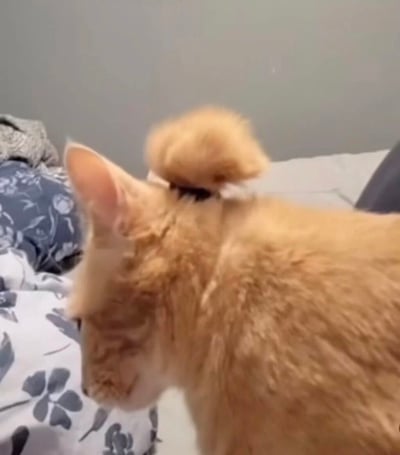 一只橘色猫咪的背影特写，其头顶的毛发被主人用黑色发圈扎成了一个小巧的丸子头，蓬松可爱。猫咪正低头看向床铺，耳朵竖起，背景中可见灰色墙壁和带有蓝色花卉图案的床单，整体画面温馨又搞笑。
