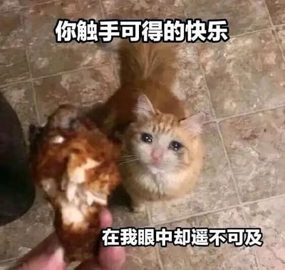 这是一张文字加注的静态单图，属于表情素材图。画面中一只橘白相间的猫咪蹲在瓷砖地面上，眼睛含着水光，可怜巴巴地盯着人类手中拿着的一块啃过的肉骨头，神情满是渴望。图中配有两行共情类文字，上方为“你触手可及的快乐”，下方为“在我眼中却遥不可及”，以猫咪的视角，将人类轻易能拥有的美食，定义为自己求而不得的“快乐”，通过这种反差感，精准表达出渴望却无法拥有的心酸情绪，极易引发有类似经历的人的共鸣。