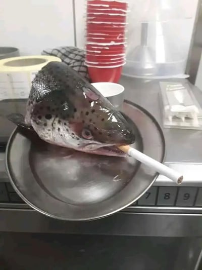 一张在厨房环境中拍摄的照片，展示了一个鱼头被放置在金属盘子上，嘴里叼着一根点燃的香烟。鱼头看起来像是三文鱼头部，表面有黑色斑点，眼睛圆睁，嘴巴微张夹住香烟。背景中可以看到堆叠的红色塑料杯、一卷胶带和其他厨房用具。整个画面通过将鱼头与人类吸烟行为结合，创造出荒诞幽默的效果。