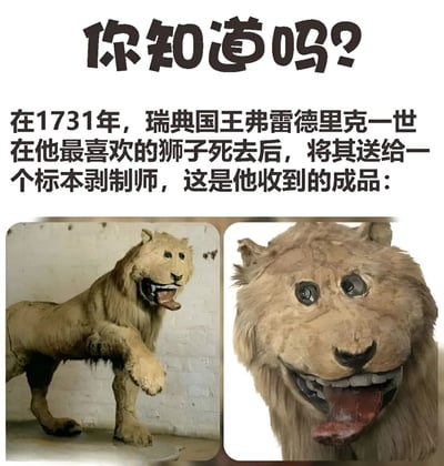 图片上方有醒目的文字“你知道吗?”，下方配有一段说明文字：“在1731年，瑞典国王弗雷德里克一世在他最喜欢的狮子死去后，将其送给一个标本剥制师，这是他收到的成品：”。文字下方是两张并排的狮子标本照片，左侧为标本全身照，狮子站立姿态，前爪抬起，毛发略显凌乱，表情呆滞；右侧为标本头部特写，眼睛圆睁突出，嘴巴大张，舌头外伸，整体造型显得十分滑稽荒诞，与狮子原本的威猛形象形成强烈反差，充满喜剧效果。