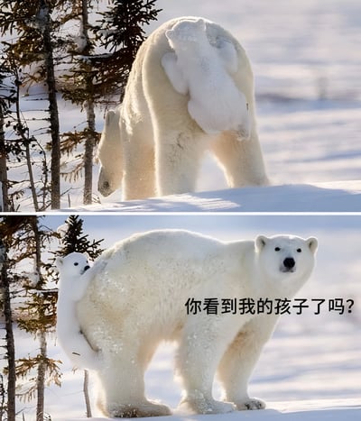 一张双格极地熊图片，上格显示一只成年北极熊背着幼崽站在雪地里，下格同一场景但成年北极熊转头直视镜头，配文'你看到我的孩子了吗？'，形成幼崽明明就在背上却询问孩子下落的幽默反差。
