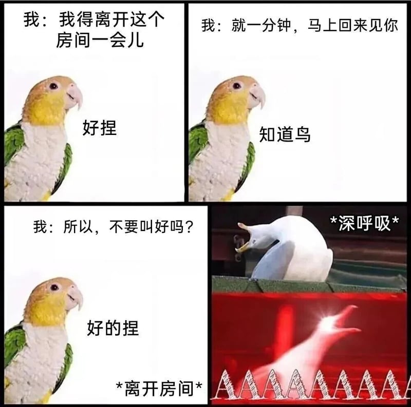 鹦鹉
