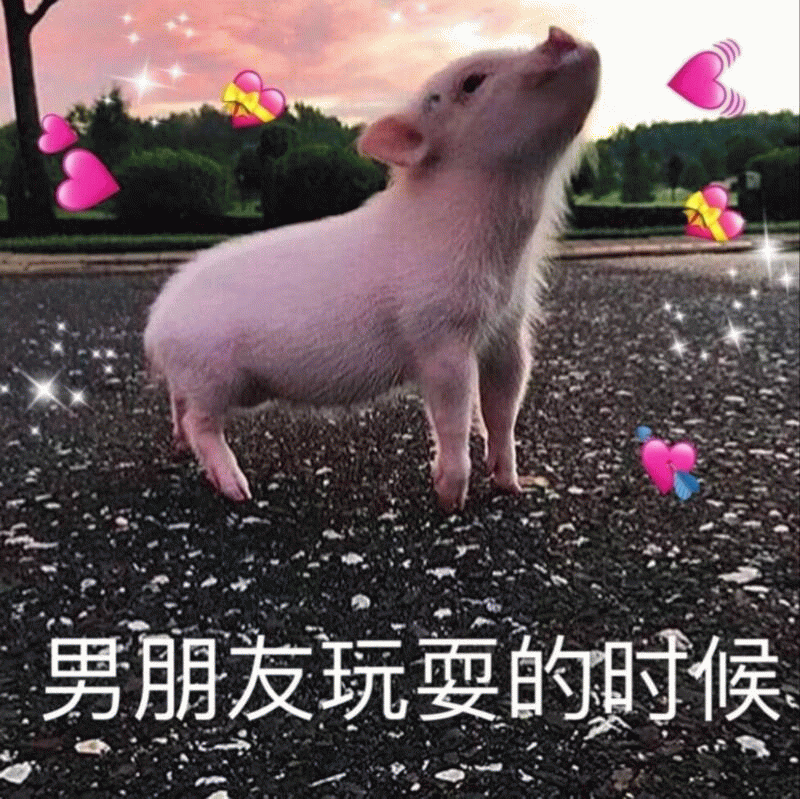可爱小猪模仿男朋友玩耍的样子