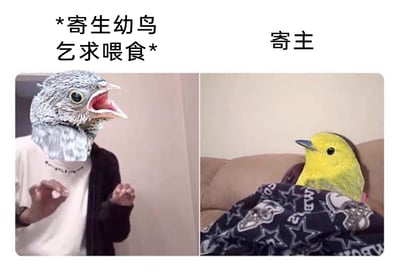 这是一张左右分栏的P图趣味梗图，左侧将真人头部替换成一只张大嘴巴、露出喉管的寄生幼鸟头部，人物双手抬起呈讨要姿态，上方配文“*寄生幼鸟乞求喂食*”，生动模仿寄生幼鸟向寄主急切索要食物的行为；右侧将真人头部替换成一只神态平静的黄色小鸟头部，人物裹着带有星星、字母图案的深色被子靠在沙发上，上方标注“寄主”，呈现出寄主被寄生后疲惫、慵懒、无力的状态。图片通过拟人化的方式，将自然界中鸟类的寄生行为转化为人类的生活状态，用左右强烈的状态反差制造幽默效果，暗喻现实中类似“寄生”的社会关系，比如一方持续索取、一方被动承受的相处模式，以此引发网友的共鸣和调侃。