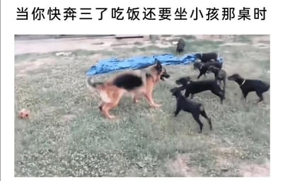 这是一张带有调侃性质的网络梗图，图片上方配有简体中文文字“当你快奔三了吃饭还要坐小孩那桌时”，下方的实拍画面中，一只体型明显成熟偏大的德国牧羊犬被一群体型小巧的小黑狗团团围住，德牧的体型与周围小狗形成强烈反差。这张图用动物的场景类比现实生活中，一些年纪接近三十岁的人，却因为外形显小、个子矮等原因，在聚餐时被安排到小孩桌的尴尬又好笑的处境，通过动物的反差感放大这种生活里的小尴尬，引发有类似经历的人的共鸣，属于趣味调侃类的网络创作。