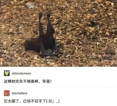 这是一张图文混排的静态社交媒体截图，上方是实拍的动物场景：一只蝙蝠抓着一根落在泥土地面上的细小树枝，身体倒挂，头部贴在布满碎木屑和泥土的地面上，看起来处于疲惫困倦的休息状态。下方是两条网友的趣味评论，第一条用户“abloodymess”调侃蝙蝠把地面的小树枝当成了高处的树枝，吐槽它选的“落脚点”不够高；第二条用户“taschaface”用带有颜文字的评论，调侃蝙蝠因为过于困倦，已经不在意自己是否在合适的倒挂休息位置，哪怕贴近地面也照样休息，整体内容充满趣味，用动物的搞笑状态引发人们对疲惫状态的共鸣。