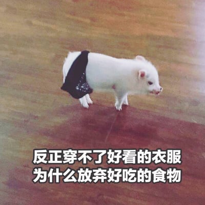 图片中是一只穿着黑色衣物的小白猪站在木地板上，下方配有文字'反正穿不了好看的衣服 为什么放弃好吃的食物'，表达了一种幽默的生活态度，暗示既然无法追求时尚外表，不如享受美食。
