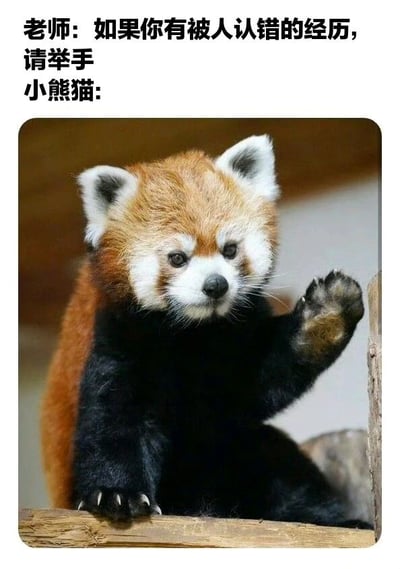 图片上方是老师的提问文字“如果你有被人认错的经历，请举手”，下方配图是一只小熊猫正抬起前爪，仿佛在回应老师的问题。通过拟人化的手法，幽默地表现了小熊猫常被误认为熊猫或其他动物的常见现象，画面可爱又有趣。