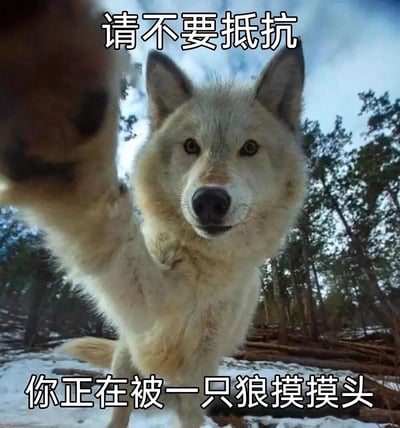 这是一张趣味动物表情包，画面主体是一只身处雪地林间的灰狼，它抬起一只前爪，仿佛要触碰观看者的头部，原本在大众印象中凶狠的狼，此刻眼神温和，表情毫无攻击性。搭配上下两行文字“请不要抵抗”“你正在被一只狼摸摸头”，用狼的凶猛固有形象和此刻的温柔动作形成反差萌，制造出搞笑又治愈的效果，适合在社交场景中用来以幽默的方式表达想要亲近、安抚对方的情绪。