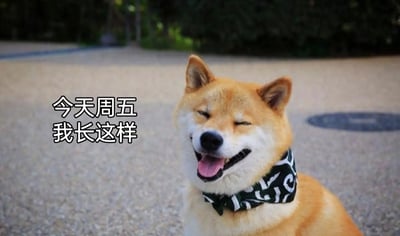这是一张静态表情包图片，画面主体是一只戴着黑白花纹领巾的柴犬，它坐在户外的水泥路面上，双眼眯起，咧嘴吐舌，露出十分开心满足的神态。图片左侧配有文字“今天周五 我长这样”，采用拟人化的手法，将柴犬的愉悦表情和周五人们临近周末的快乐心情绑定，精准戳中职场人群在周五的情绪共鸣，生动表达了对周末到来的期待与开心。