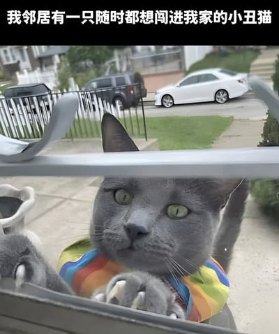图片中一只灰色猫咪穿着彩虹色的衣服，正从室外扒着窗户向内张望，眼神执着，仿佛试图闯入室内。背景可见住宅区的街道、停放的车辆和草坪。图片顶部有文字'我邻居有一只随时都想闯进我家的小丑猫'，生动描述了猫咪的行为。