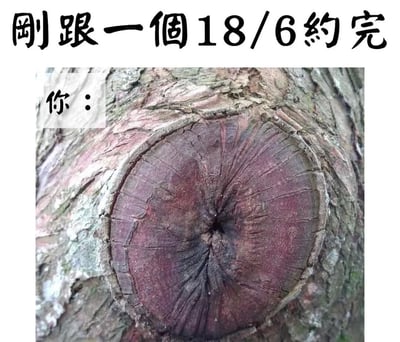 这张梗图上方有文字"刚跟一个18/6约完"，下方是一张树桩的特写照片，树桩上有一个圆形的结，看起来像一张疲惫的脸。图片左侧有"你："的标注，将树结比作约会后疲惫不堪的人。这里的"18/6"可能是一种幽默的夸张表达，暗示约会对象让人心力交瘁，或者约会过程非常漫长耗费精力。