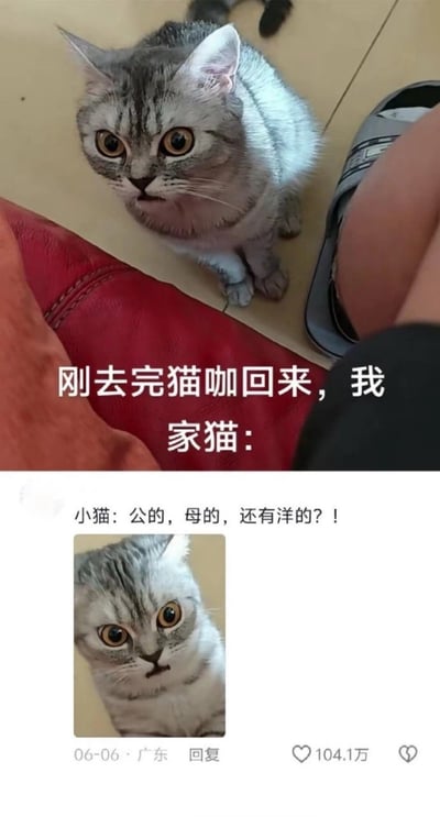 这张梗图以真实猫咪的夸张表情为核心，表现了主人刚刚去猫咖回来后，家猫因怀疑或吃醋而露出的震惊呆滞神情。图片通过文字和评论模拟猫咪“质问”主人见过其它猫的滑稽场面，幽默且具有生活气息，非常贴合宠物主人的日常情景，适合在朋友圈、宠物圈吐槽或调侃时使用。