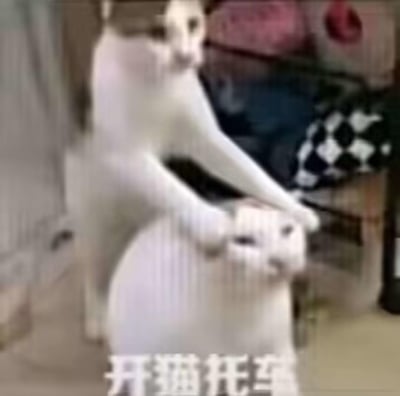 画面中一只站立的猫咪将前爪搭在另一只坐着的猫咪的头部和背上，因视觉错位，看起来如同这只猫“骑”在另一只猫身上模仿驾驶摩托车的姿势。图下方配有文字“开猫托车”，使用了“摩托车”的谐音梗，将“摩”替换为“猫”，完美贴合画面里的猫咪场景，让原本普通的宠物日常瞬间充满搞笑趣味。
谐音梗说明：将“摩托车”谐音为“猫托车”，结合猫咪的错位姿势，强化了画面的搞笑效果。