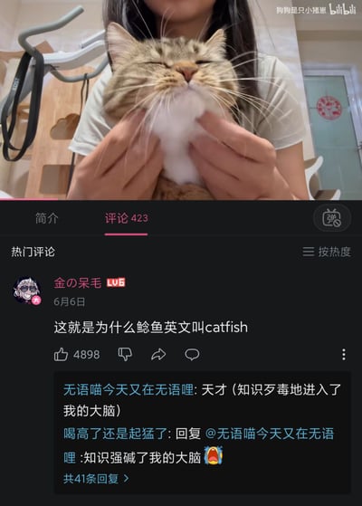 图片上半部分是一只虎斑猫被人用双手捧住脸颊，猫咪闭着眼睛，嘴巴周围的毛发被挤成鲶鱼嘴的形状，十分可爱。下半部分是bilibili视频的评论区截图，热门评论调侃道“这就是为什么鲶鱼英文叫catfish”，巧妙结合了猫咪（cat）和鱼（fish）的英文发音，形成谐音梗。