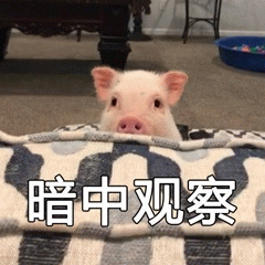 暗中观察的小猪