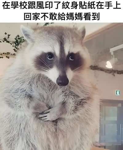 图片上方有文字'在學校跟風印了纹身貼紙在手上 回家不敢給媽媽看到'，下方是一只小浣熊双手交叉抱在胸前，表情谨慎地看着前方，仿佛在担心被妈妈发现手上的纹身贴纸。这张图片通过小浣熊的表情和姿态，幽默地表现了学生跟风做了不被家长允许的事情后的心虚和害怕心理。