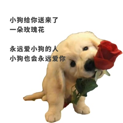 图片左侧有三行黑色文字：“小狗给你送来了一朵玫瑰花”“永远爱小狗的人”“小狗也会永远爱你”。右侧是一只浅棕色的小狗玩偶，它正用嘴叼着一朵红色的玫瑰花，眼睛圆溜溜地看向前方，表情显得温柔可爱。整体画面简洁温馨，传递出人与宠物之间相互关爱的温暖情感，没有双关、谐音梗或暗示内容。
