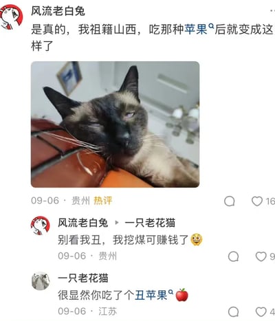 这是一张来自社交平台的评论区截图，用户“风流老白兔”发布了一张脸特别黑的暹罗猫照片，并玩梗称“我祖籍山西，吃那种苹果后就变成这样了”，该评论成为热评；随后用户在回复里继续调侃这只猫“别看我丑，我挖煤可赚钱了”，结合山西煤矿多的地域梗来调侃暹罗猫脸黑的特征；另一位用户“一只老花猫”则回复“很显然你吃了个丑苹果🍎”，用苹果的玩笑呼应楼主的梗，整个互动过程充满趣味性，是网友围绕宠物照片展开的轻松玩梗内容。