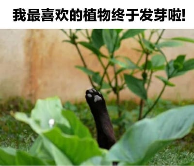 图片上方配有文字“我最喜欢的植物终于发芽啦!”，下方是一张实拍图：绿色的草丛中，一只黑色猫咪的爪子从叶片间伸出，毛茸茸的肉垫清晰可见，仿佛是“发芽”的植物。通过文字与画面的反差制造出幽默效果，让人会心一笑。