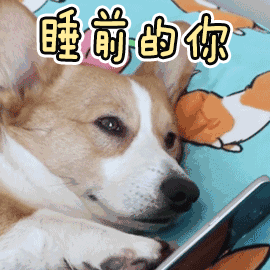 睡前的你沉迷手机：柯基狗狗真实写照