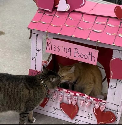 两只可爱的猫咪在一个手工制作的粉色亲吻亭(Kissing Booth)前互动，灰色虎斑猫站在亭外，正亲昵地靠近亭内的橘猫，仿佛在进行一场25美分的甜蜜交易。小屋顶部装饰着红色和粉色的心形饰品，屋檐下挂着粉色网状装饰，整体充满情人节氛围，画面温馨又搞笑。