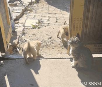 在一处户外门口的场景中，一只灰黑花纹的猫咪蹲坐在门内的水泥地面上，目光好奇地看向门外的两只小狗；门外的石板小路上，一只浅黄色小狗背对着镜头，另一只浅棕色小狗正回头望向门内的猫咪，画面捕捉到了小动物间充满趣味的互动瞬间，氛围温馨治愈。