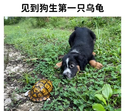 一只黑色的小狗趴在绿色草地上，前爪伸展，正好奇地观察着面前一只带有黄色花纹的乌龟。小狗表情专注，似乎是第一次见到乌龟。图片上方有文字'见到狗生第一只乌龟'，生动地描述了这一萌宠相遇的场景。