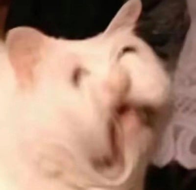 图片为一只白色猫咪的特写镜头，猫咪嘴巴大张，似乎正在打哈欠，双眼眯成一条缝，面部表情夸张滑稽。背景较暗，隐约可见深色物体和浅色花纹布料，整体画面聚焦于猫咪的搞笑面部表情，给人一种可爱又轻松的感觉。