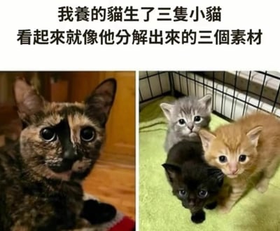这是一张左右对比形式的趣味梗图，顶部配文点明核心笑点。左侧是一只玳瑁色母猫，它的毛发同时包含黑色、橘色、浅灰色三类色块；右侧是这只母猫生下的三只小猫，分别为纯黑色、橘色、浅灰色，刚好分别对应了母猫身上的三种毛色，看起来就像把母猫的毛色拆分成了三个独立个体，内容诙谐有创意。
