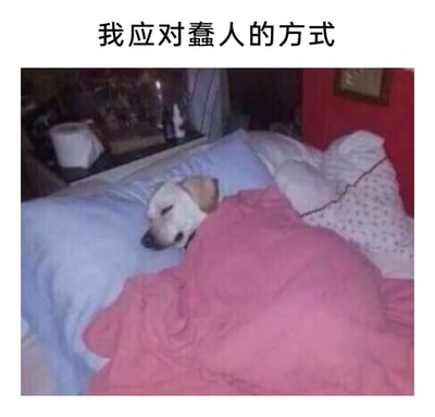 这是一张顶配底文的搞笑梗图，图片上方配有文字“我应对蠢人的方式”，下方是一张真实拍摄的宠物照片：一只狗狗裹着粉色被子，枕着蓝色枕头，双眼紧闭、神态放松地躺在床上睡觉。这张图用狗狗逃避式睡觉的状态，幽默地表达了人们在生活中遇到不讲理、令人无语的人时，选择无视、回避，以“眼不见心不烦”的心态来应对的情绪，通过可爱的宠物形象让这种情绪表达更具趣味性，容易引发网友的情绪共鸣。