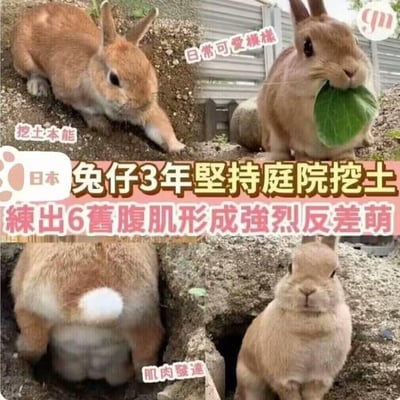 这是一组由四张照片拼接而成的趣味动物内容，展示了日本一只兔子的不同状态：左上角是兔子专注挖土的模样，标注着「挖土本能」；右上角是兔子叼着菜叶的软萌日常，标注「日常可愛模樣」；左下角是兔子的腹部特写，清晰的肌肉线条类似6块腹肌，标注「肌肉發達」；右下角是兔子从挖好的土洞里探身出来的样子。图中文字说明这只兔子因3年坚持在庭院挖土，练出发达的腹部肌肉，与它软萌的外表形成强烈反差萌，内容无谐音梗或双关暗示。