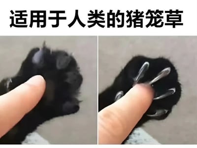 图片为左右对比图，上方标题为“适用于人类的猪笼草”。左侧图中，一只人类手指正在轻轻按压一只黑猫的爪子，此时猫爪的指甲处于缩回状态，看起来柔软无害；右侧图中，同一只黑猫的爪子突然伸出锋利的指甲，指甲尖端朝向按压的手指，形成“陷阱”效果。标题运用比喻手法，将猫爪比作猪笼草——平时看似安全，一旦触发（按压）就会“捕获”（用指甲反击）人类，充满幽默趣味。